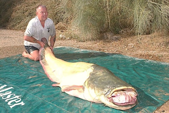 206-pound albino wels catfish