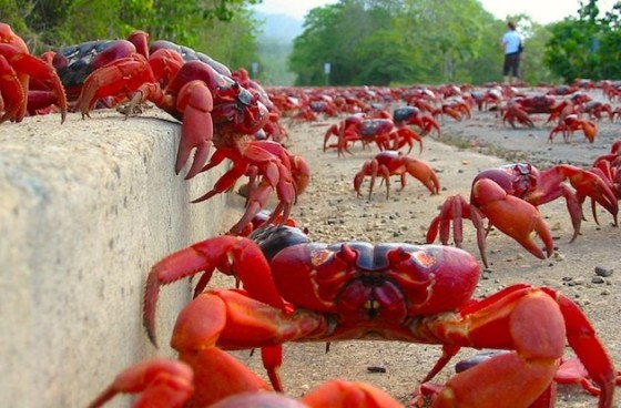 crab walk