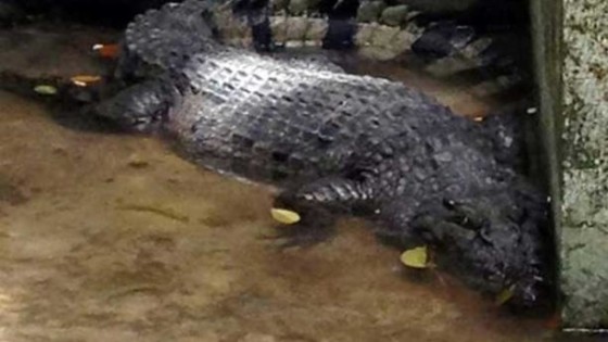 Malang crocodile