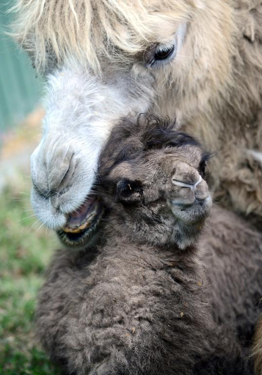 rare baby camel